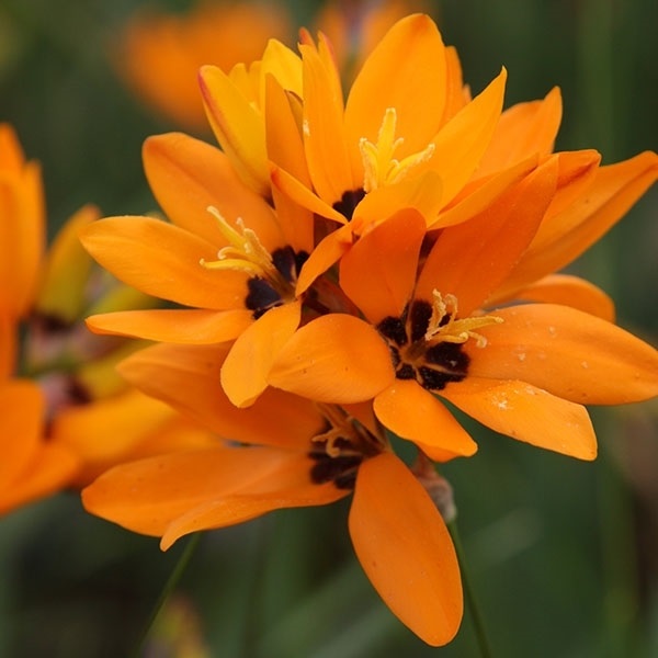 原種イキシア 球根 マキュラータオレンジ 3球 イキシアの球根 イキシアの花 秋植え球根 [メール便配送]