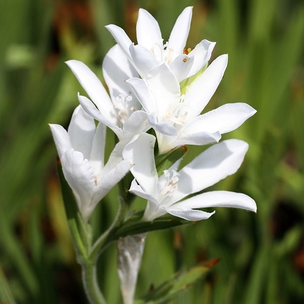 バビアナ 球根 ホワイト 3球 バビアナの球根 バビアナの花 秋植え球根 [メール便配送]