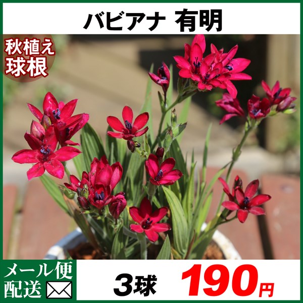 バビアナ 球根 有明 3球 バビアナの球根 バビアナの花 秋植え球根 [メール便配送] : 2020-pori-0989 : 花と緑 国華園 - 通販  - Yahoo!ショッピング