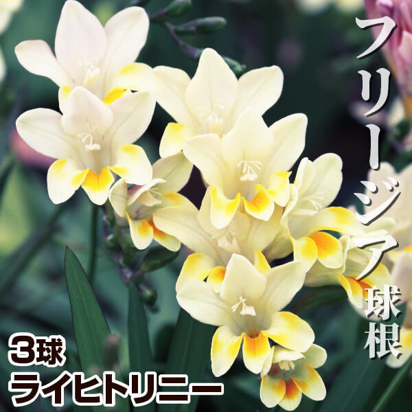 t[WA  Cqgj[ 3 t[WA̋ HA [[֔zn