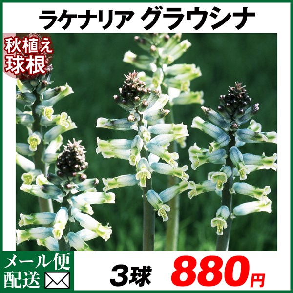 ラケナリア 球根 グラウシナ 3球 ラケナリアの球根 ラケナリアの花 秋植え球根 [メール便配送] : 2020-pori-0998 : 花と緑  国華園 - 通販 - Yahoo!ショッピング