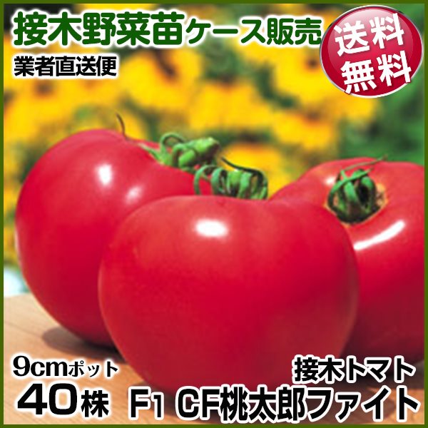 野菜苗ケース販売 トマト 接木F1CF桃太郎ファイト 10月発送 1ケース(40株入) 送料無料 /業者直送便