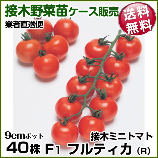 野菜苗ケース販売 トマト 接木F1フルティカR（農林水産省登録品種　登録名タキイミディ195） 10月発送 1ケース(40株入) 送料無料 /業者直送便