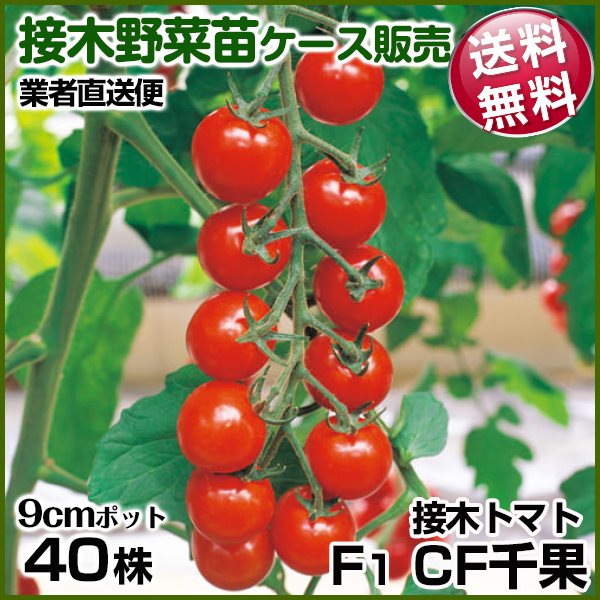 野菜苗ケース販売 トマト 接木F1CF千果 10月発送 1ケース(40株入) 送料無料 /業者直送便