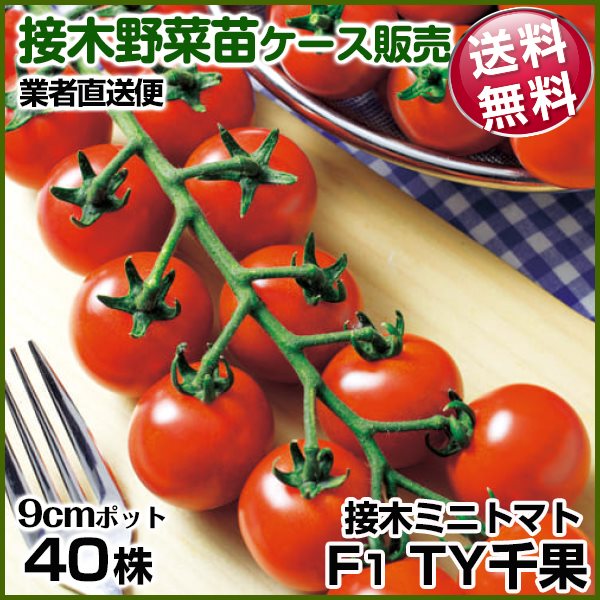 野菜苗ケース販売 トマト 接木F1TY千果 11月発送 1ケース(40株入) 送料無料 /業者直送便