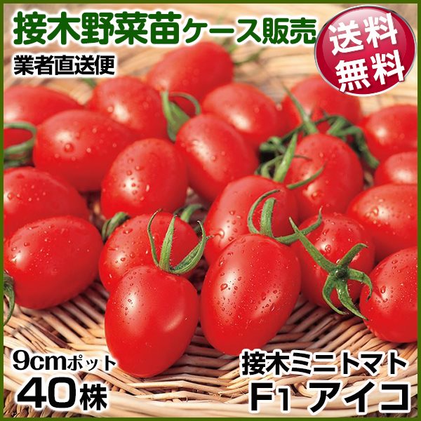 野菜苗ケース販売 トマト 接木F1アイコ 9月発送 1ケース(40株入) 送料無料 /業者直送便