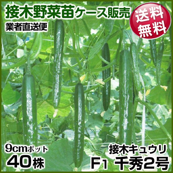 野菜苗ケース販売 キュウリ 接木F1千秀2号 11月発送 1ケース(40株入) 送料無料 /業者直送便