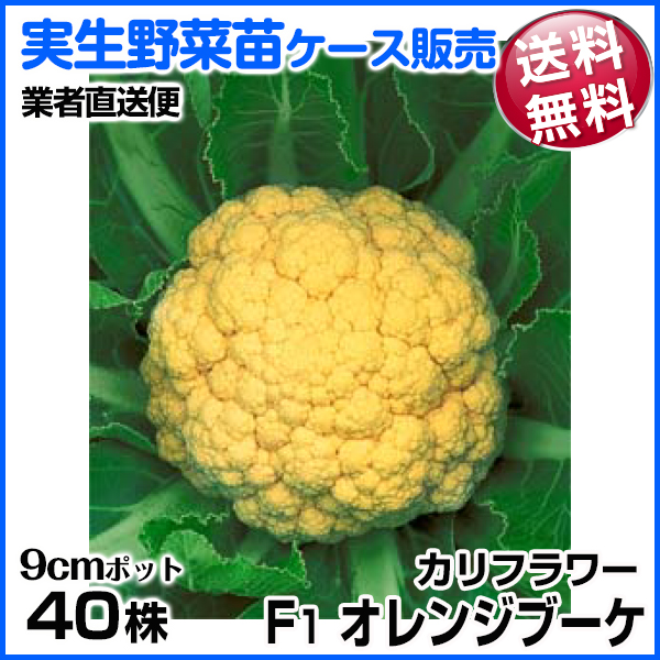 国華園 野菜苗ケース販売 カリフラワー F1オレンジブーケ 9月発送 1