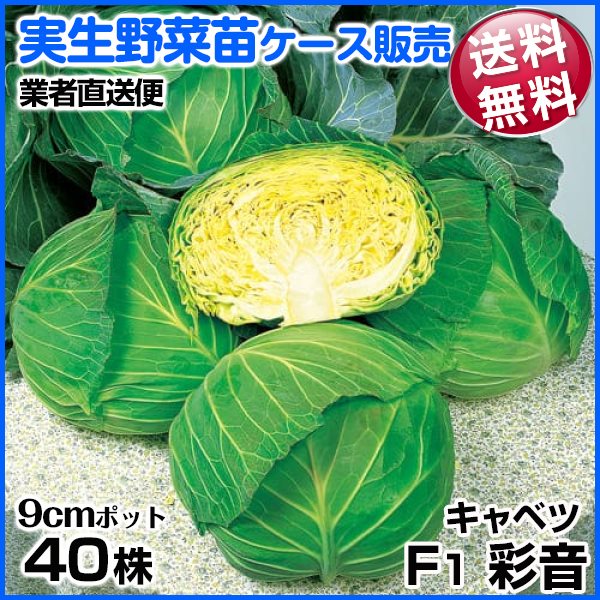 イモヅル 芋づる すずほっくりPVPイモヅル50本 / さつまいもの苗