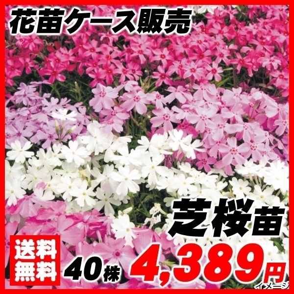 大特価芝桜苗