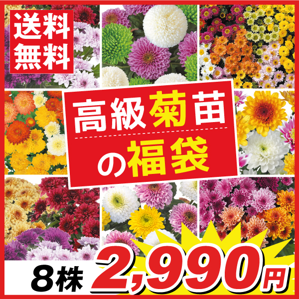 菊 苗 高級菊苗福袋 8株 キク 菊苗 菊の苗 花苗 花の苗 切花菊 10.5cmポット苗 送料無料 : 2020-pori-1088 : 花と緑  国華園 - 通販 - Yahoo!ショッピング