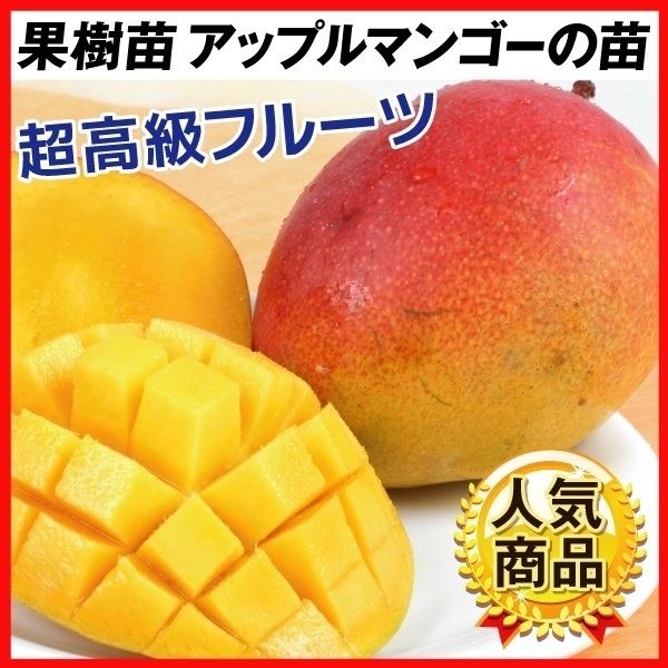 果樹苗 トロピカルフルーツ マンゴー アップルマンゴー（アーウィン） 1株｜kokkaen