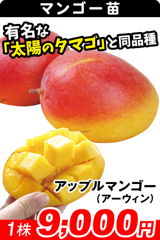 アップルマンゴー（アーウィン）
