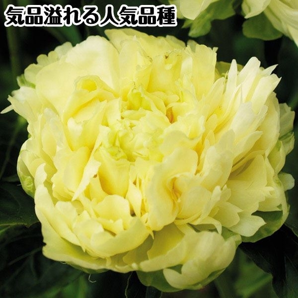 芍薬苗 楊貴妃 1株 : 20209-p4-0015 : 花と緑 国華園 - 通販 - Yahoo!ショッピング