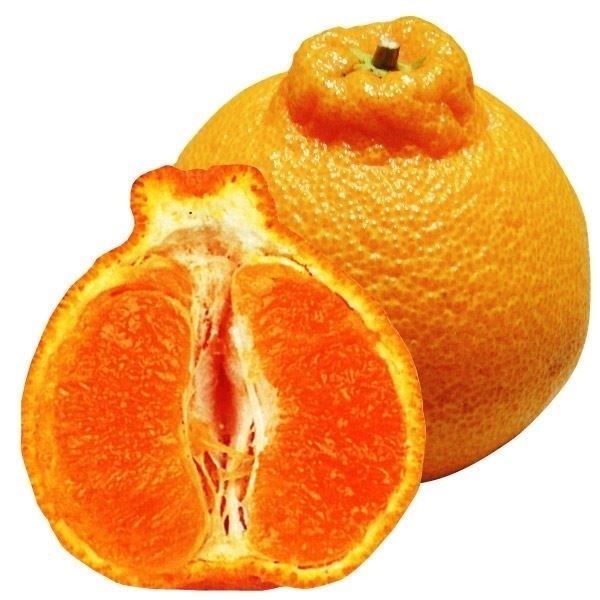 国華園 果樹苗 カンキツ 不知火(しらぬひ)真鍋系 1株 : 花と緑 国華園
