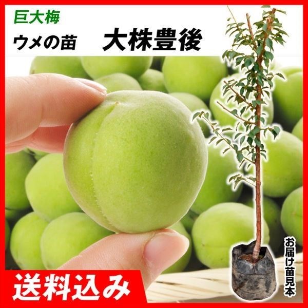 劔E 劔Li~j 1  ʎc ؉