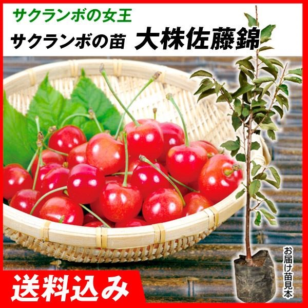 上等な うのにもお得な情報満載 大株さくらんぼ 苗木 苗 大株佐藤錦 1株 桜桃 チェリー サクランボの木 果樹苗 国華園 送料込み rsworks.co.jp rsworks.co.jp