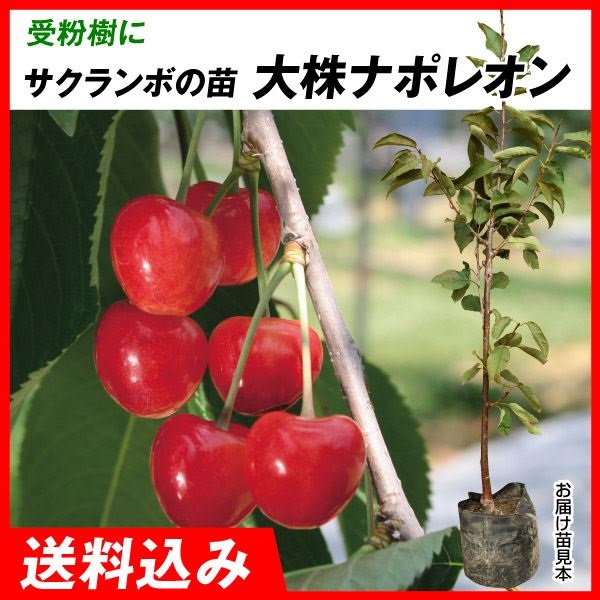 サービス 売れ筋ランキングも掲載中 大株さくらんぼ 苗木 苗 大株ナポレオン 1株 桜桃 チェリー サクランボの木 果樹苗 国華園 送料込み utubyo.11joho.biz utubyo.11joho.biz