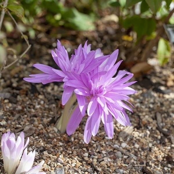 コルチカム 球根 ウォーターリリー 1球 コルチカムの球根 コルチカムの花 夏植え球根