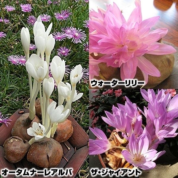 コルチカム 球根セット 3種3球 (各1球) コルチカムの球根 コルチカムの花 夏植え球根