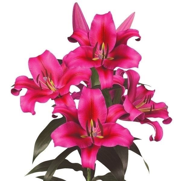 国華園 ユリ 球根 花ユリ オリエンタルリリー 特大球 レッド