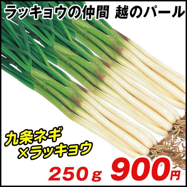 ラッキョウ球根 らっきょう 300g - 通販 - aadyaacommunications.com