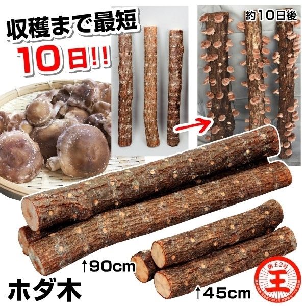 最大92%OFFクーポン 保障 しいたけ 完熟ホダ木 ホダキングしいたけ 90cm 1本 家庭菜園 椎茸 シイタケ しいたけの木 椎茸の木 シイタケの木 きのこ キノコ 茸 自給自足 植物 有用植物苗 nanaokazaki.com nanaokazaki.com