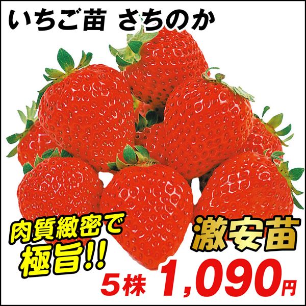 いちご苗 さちのか 5株 / 家庭菜園 イチゴの苗 いちごの苗 激安 自給自足 美味しい 簡単栽培 低価格 安い 人気 植物 苺苗 苺 自家栽培  ストロベリー 家庭栽培