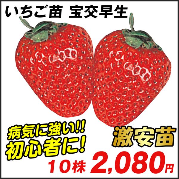 いちご苗 宝交早生 10株 / 家庭菜園 イチゴの苗 いちごの苗 激安 ほうこうわせ 路地栽培 簡単栽培 低価格 安い 人気 植物 苺苗 苺 自家栽培  ストロベリー