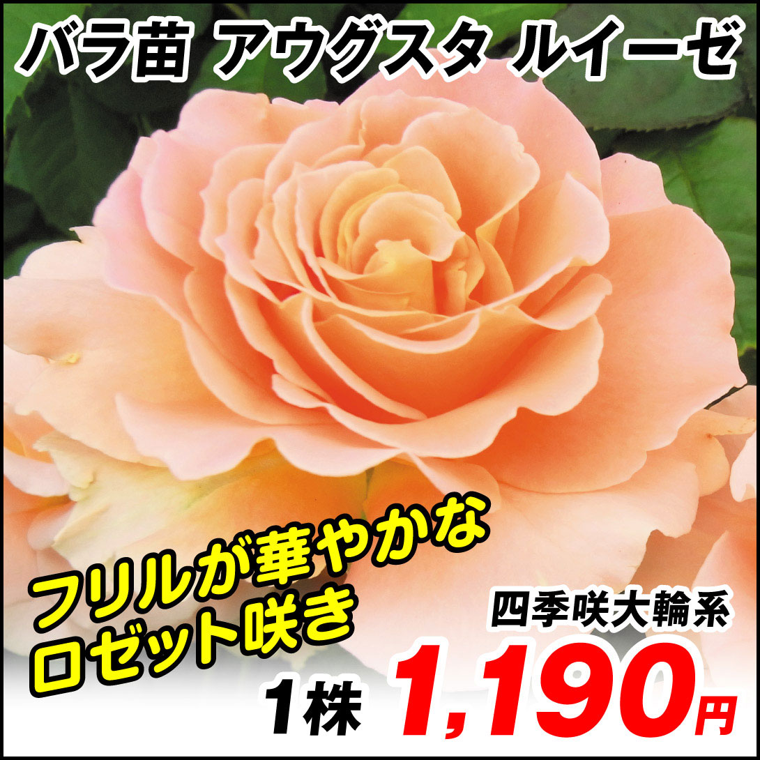 アウグスタ ルイーゼ