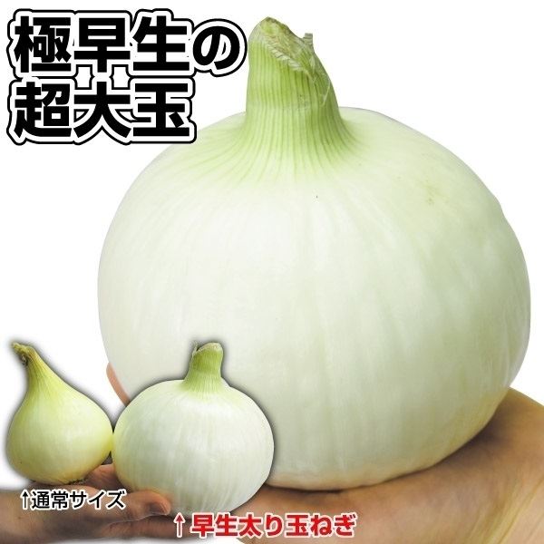 種 野菜たね タマネギ 早生太り玉葱 1袋（4ml） たまねぎ 玉葱 やさいたね タネ 国華園 こっかえん