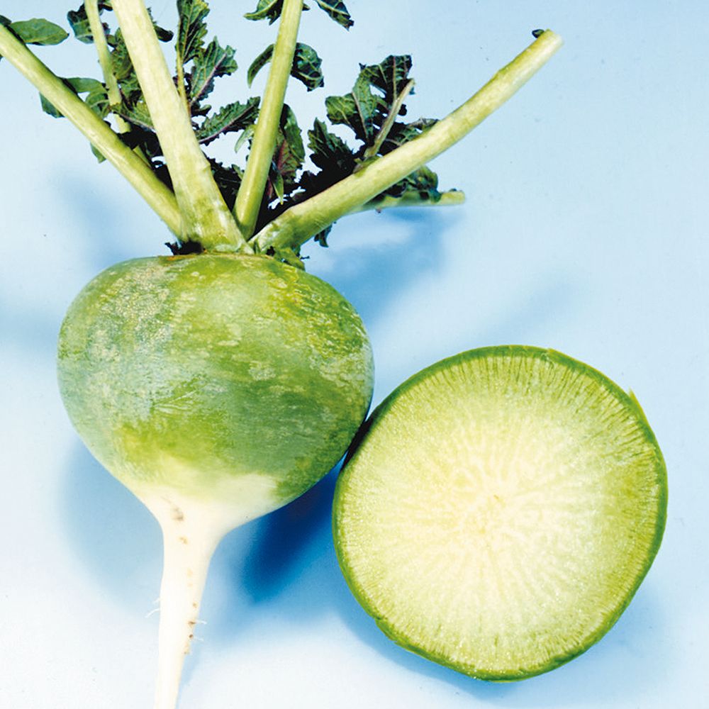 国華園 種 野菜たね ダイコン グリーン辛味大根 1袋（6ml） 大根