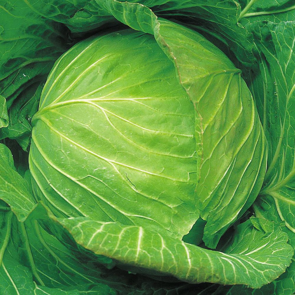 国華園 種 野菜たね キャベツ F1ふゆあまち...の詳細画像1