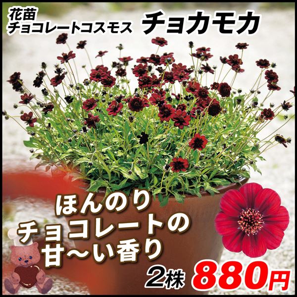 チョコレートコスモス 苗 チョカモカPVP 2株 PW 花苗 花の苗