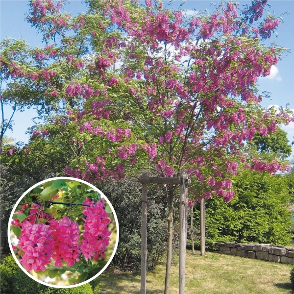 大好き 良質 ロビニア 苗 苗木 カスケルージュ 1株 ニセアカシア 落葉高木 ハリエンジュ 花木苗 庭木 植木 nanaokazaki.com nanaokazaki.com