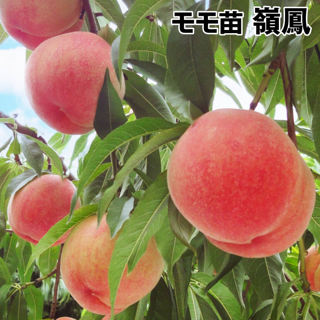 ぽっかぽか❀桃龍桃鳳凰❀新月の祈り 凋叶棕 (Diao Ye Zong) – 胎児の夢 (Taiji no Yume) Lyrics