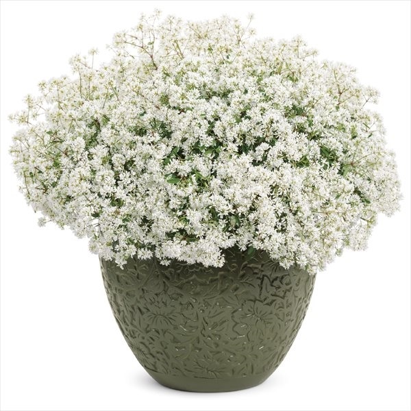 花苗 ユーフォルビア ダイアモンドスノー 品種登録出願中 2株 / PW 花