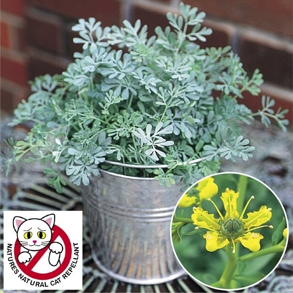 花苗 不寄草集R（よらずぐさしゅう） 猫不寄（ネコよらずR） 2株   PW