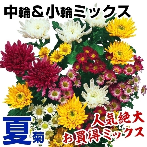 ⭐️菊苗⭐️ 菊苗 夏菊中輪＆小輪ミックス(花色見計らい・名称なし)10株 : 花と緑