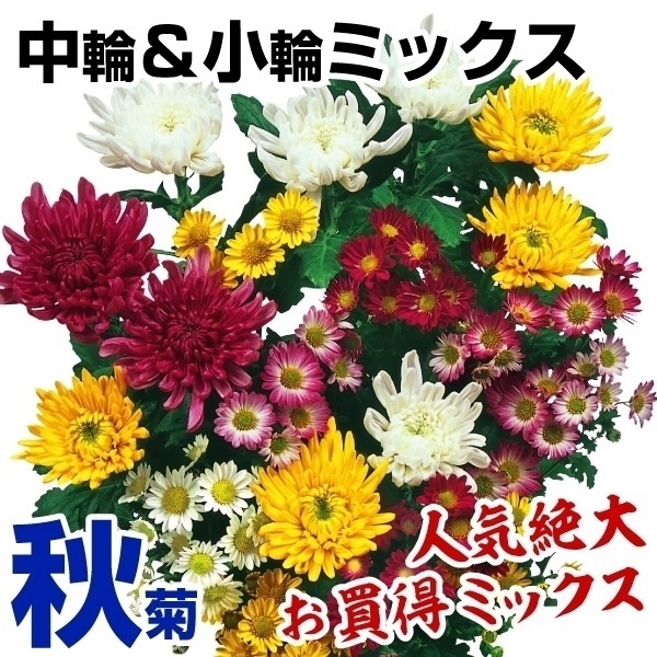 緑色の秋菊　中輪　菊苗 菊苗 秋菊中輪＆小輪ミックス(花色見計らい・名称なし)20株 : 花と緑