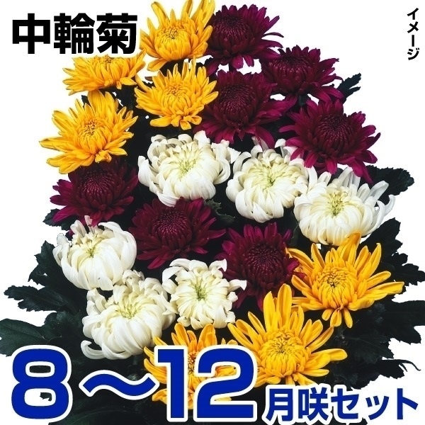 多彩な色の菊の苗 菊苗 8〜12月まで楽しむ中輪菊セット 15種30株(各2株) : 花と緑 国華園