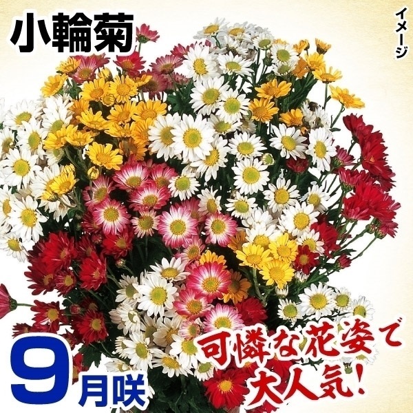 キク 苗の人気商品・通販・価格比較 - 価格.com