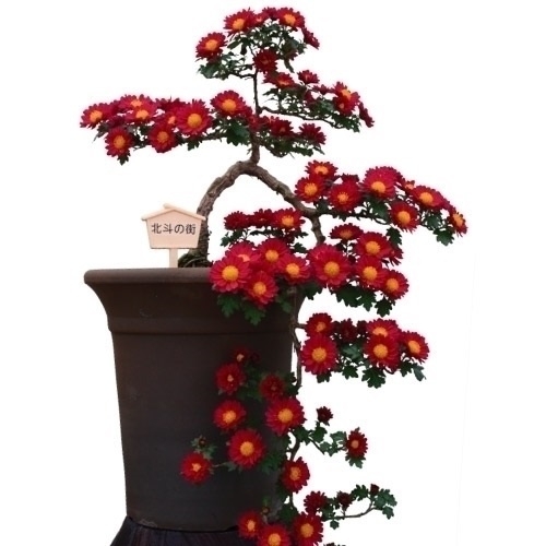 国華園 菊苗 小菊 盆栽菊 北斗の街 1株 : 花と緑 国華園 - 通販