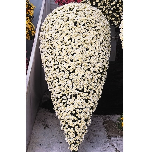 �e�c ���e ���R�e ���̐� 1��