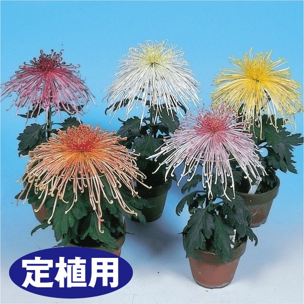 菊苗 大菊 定植用 福助作り用管物セット 5種5芽 : 花と緑 国華園