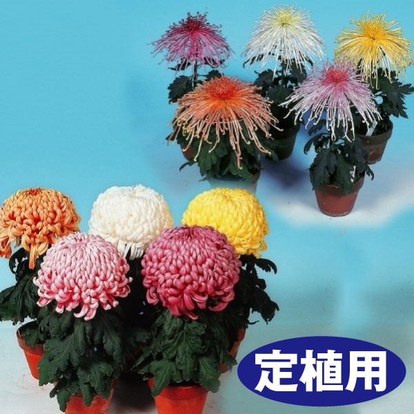 菊苗 大菊 定植用 福助作り用厚管混合セット 6種6芽 : 花と緑 国華園