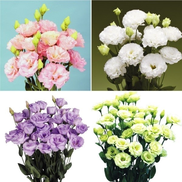 国華園 花苗 トルコキキョウ フリル咲きミックス(花色無選別) 3株 : 花