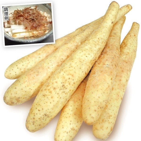 山いも種芋 長いも 信州長いも5個 : 花と緑 国華園 - 通販 - Yahoo