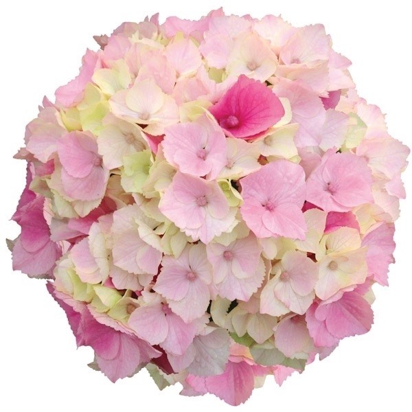 国華園 アジサイ 苗 ピンクマーブルソーダ PVP 1株 紫陽花苗 花木苗