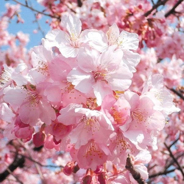 桜 苗 苗木 河津 5株 さくら サクラ 桜の苗木 桜の木 庭木 植木 花木苗